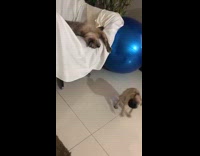 Pug puppy dog tries jump on chair
