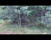 Two wombat fight each other for territory