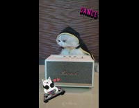 Cat sits behind a white Marshall  speaker 