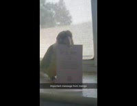 Green bird holds white card beak windowsill 