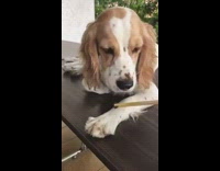 dog food on chopsticks