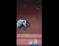 Collab PLC - Pet kitten stop owner from wearing slippers