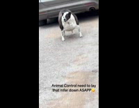 Fat dog driveway barking