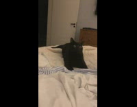 Collab BitchIG2 - Black cat fetches crinkly ball toy 