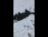 Black dog rolls around in snow