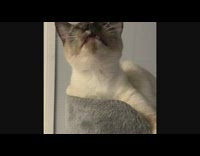 Siamese cat with other animals sound effects