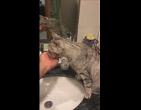 Grey black cat drinks water from hand 