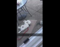 Question Mark White Dog Lays On Back Through Screen Door