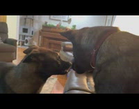 Two pet dog whine and bark at each other