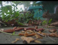 Almond nuts eaten by wild squirrel in closeup shot