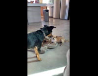 Two dogs playing snarl at neighbor dog