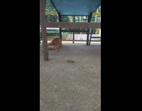 Brown dog under table rub belly on ground