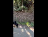 Cat tries chasing ducks like a dog