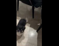 Dog lie down cross legs on floor