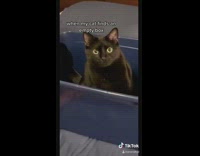 Black cat blue box container 