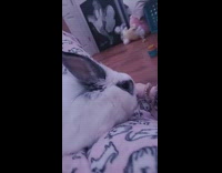 Collab BitchMp - Rabbit scratches bed for pets