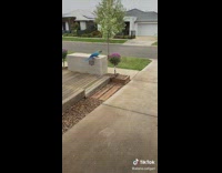 Collab BitchMP - Blue macaw bird cuss