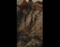 Grumpy cat goes away when asked to smile