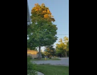 Maple tree goes from green to bare shots 