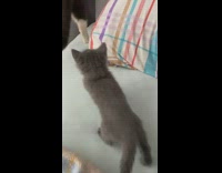 Grey kitten misses step falls off bed