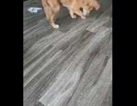 Brown dog follows red laser pointer 