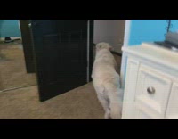 Guy asks dog go on walk bed