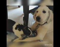 Black white bunny rabbit golden retriever dog 