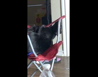 Cat got nervous falls from folding chair