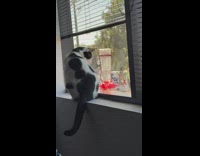 Cat act weird watch bird eat from feeder