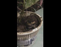 Black and brown frog yawns plant pot 