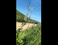 Woman pranks dog hiding behind tall grass 