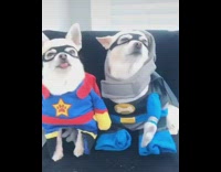 Two white dogs superman batman costume 
