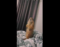 Collab BitchMP - Prairie Dog Standing In Bed Asked Questions