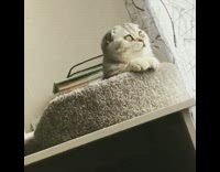 Brown cat looks out window bed desk 