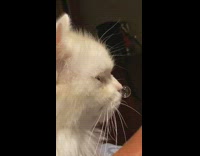 Collab BitchMP - White cat snot bubble nose