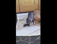 black pig playing with brown dog