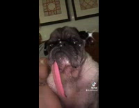 Collab Clips MPUGC - Senior dog has its tongue hanging out