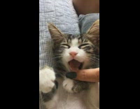 Girl opens mouth of sleeping brown kitten