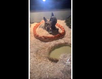 Collab Clips mpugc - Orange snake crawling in circle around dinosaur skull