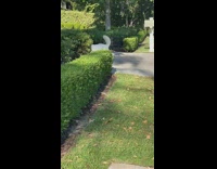 Collab BitchMP - Dog happy prancing down sidewalk