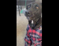 Black dog wears blue red flannel car