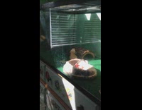 Bearded dragon inside terrarium bobs head 