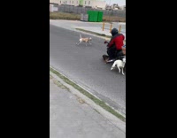 3 dogs fight on street 