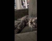 Gray cat getting nap lays on couch