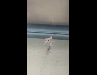 Baby axolotl yawning inside the tank