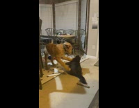 Collab BitchMP - Dog gets taken down by cat fighting 