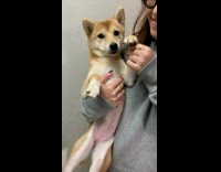 Girl holds shiba dog makes it wave
