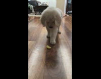 small puppy jumps paws at slice of lemon