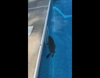 Beaver animal swims inside pool filter drain