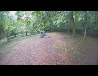 Bobcat try to hunt chicken pen backyard 